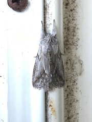 Pleromelloida cinerea