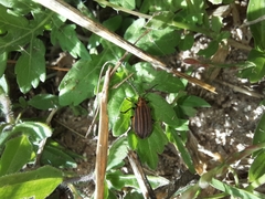 Neolochmaea dilatipennis