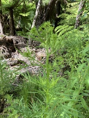 Senecio bipinnatisectus