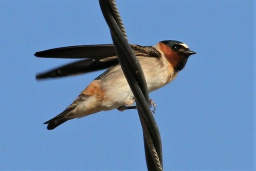 Golondrina de Peñasco (Petrochelidon pyrrhonota)