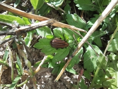 Neolochmaea dilatipennis