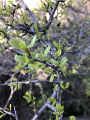 Ceanothus cuneatus