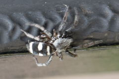 Latonigena