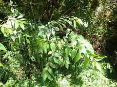 Tetradium glabrifolium