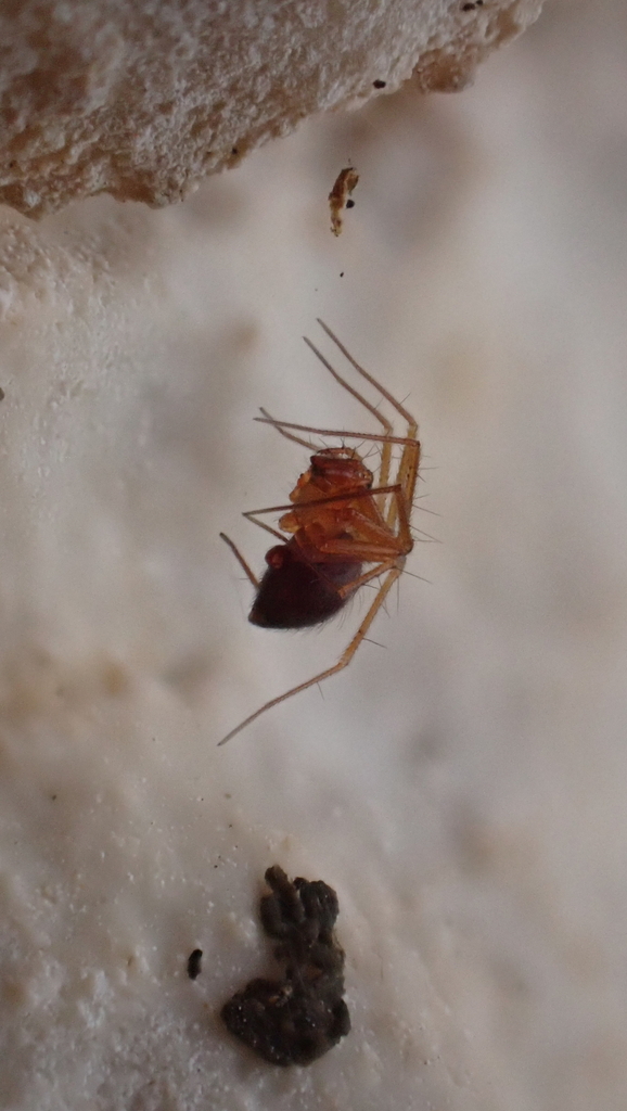 Palliduphantes stygius