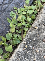 Calyptocarpus vialis