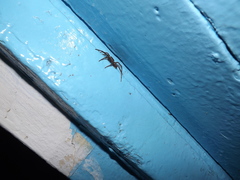 Lycosidae