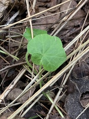 Hydrocotyle bowlesioides