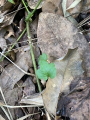 Hydrocotyle bowlesioides