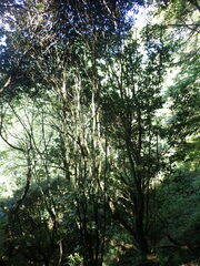 Castanopsis carlesii