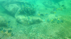 Prionurus laticlavius