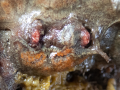 Styelidae