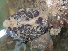 Botryllus