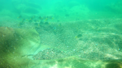 Prionurus laticlavius