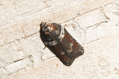 Acleris celiana