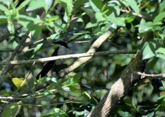 Melanotis hypoleucus