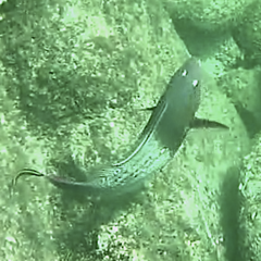 Scarus rubroviolaceus