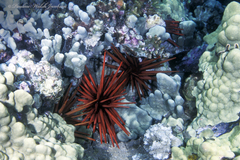 Heterocentrotus mamillatus