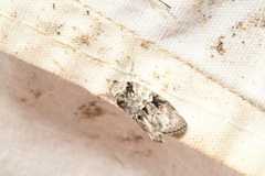 Nycteola