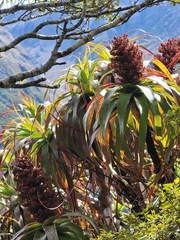 Dracophyllum traversii