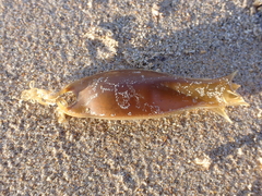 Scyliorhinus canicula