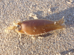 Scyliorhinus canicula