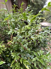 Sarcococca