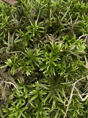 Climacium dendroides