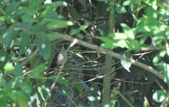 Melanotis hypoleucus