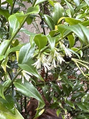 Sarcococca