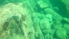 Scarus rubroviolaceus