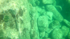 Scarus rubroviolaceus