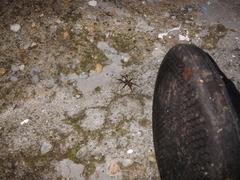 Lycosidae