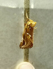 Chrysodeixis