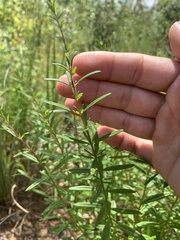 Dicerandra linearifolia robustior