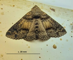 Pericyma atrifusa