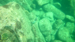 Scarus rubroviolaceus