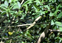 Melanotis hypoleucus