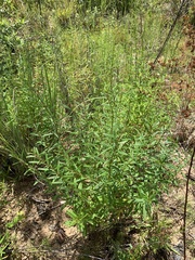 Dicerandra linearifolia robustior