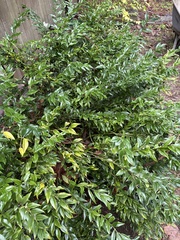 Sarcococca