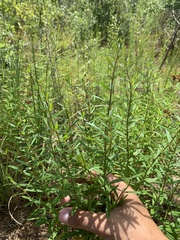 Dicerandra linearifolia robustior