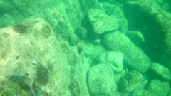 Scarus rubroviolaceus