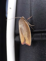 Ptyoptila matutinella