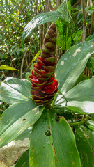Costaceae
