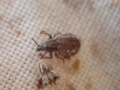 Peritelini