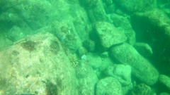 Scarus rubroviolaceus