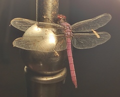 Orthemis ferruginea