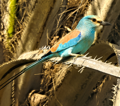 Coracias abyssinicus
