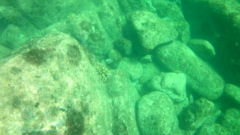 Scarus rubroviolaceus