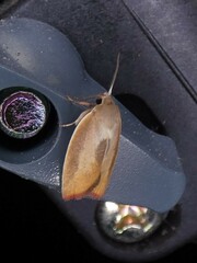 Ptyoptila matutinella